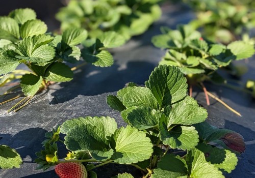 Exploring the Delicious Flavors of Florida Strawberries and Blueberries in Plant City